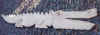 010gator43.jpg (51603 bytes)